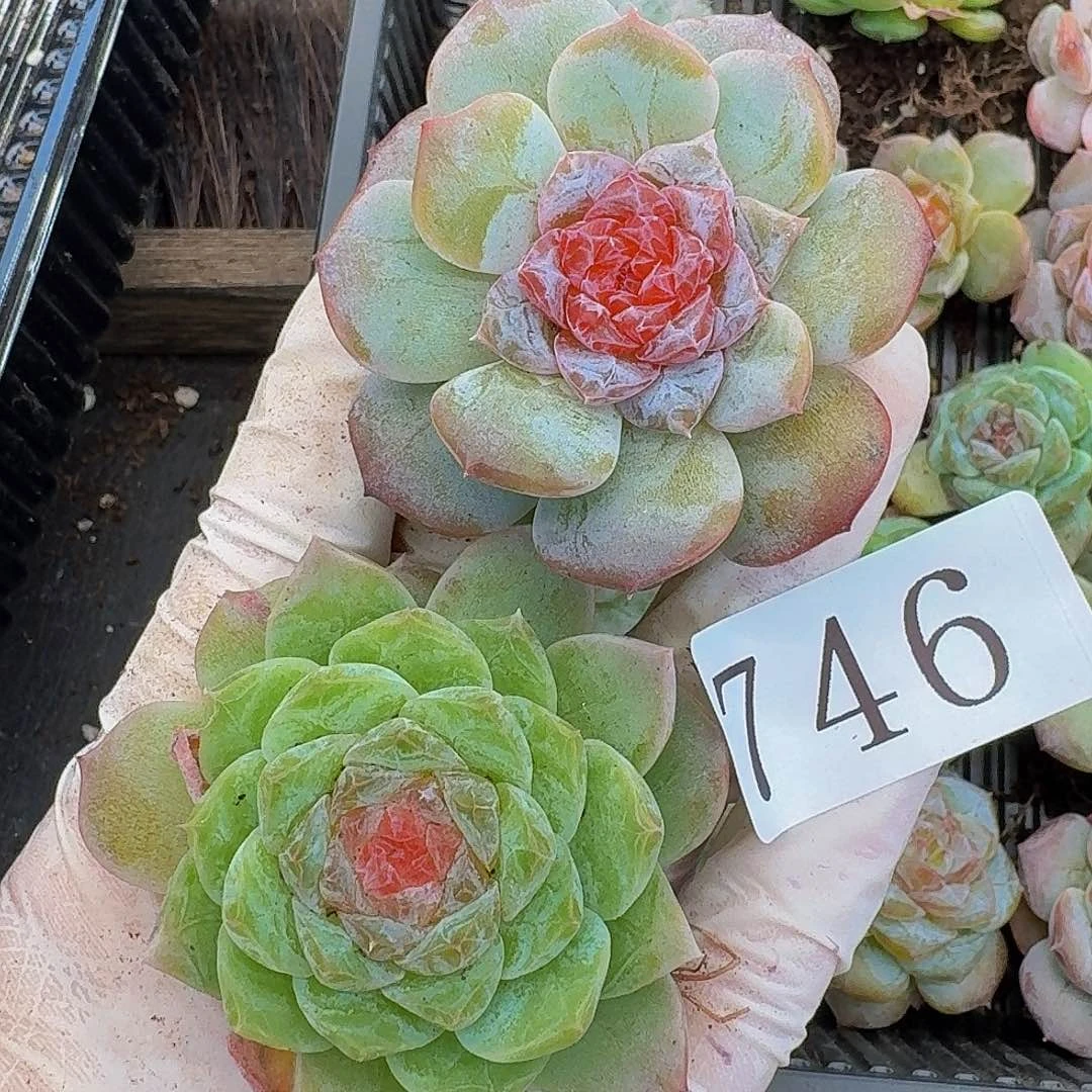 多肉植物多肉植物746