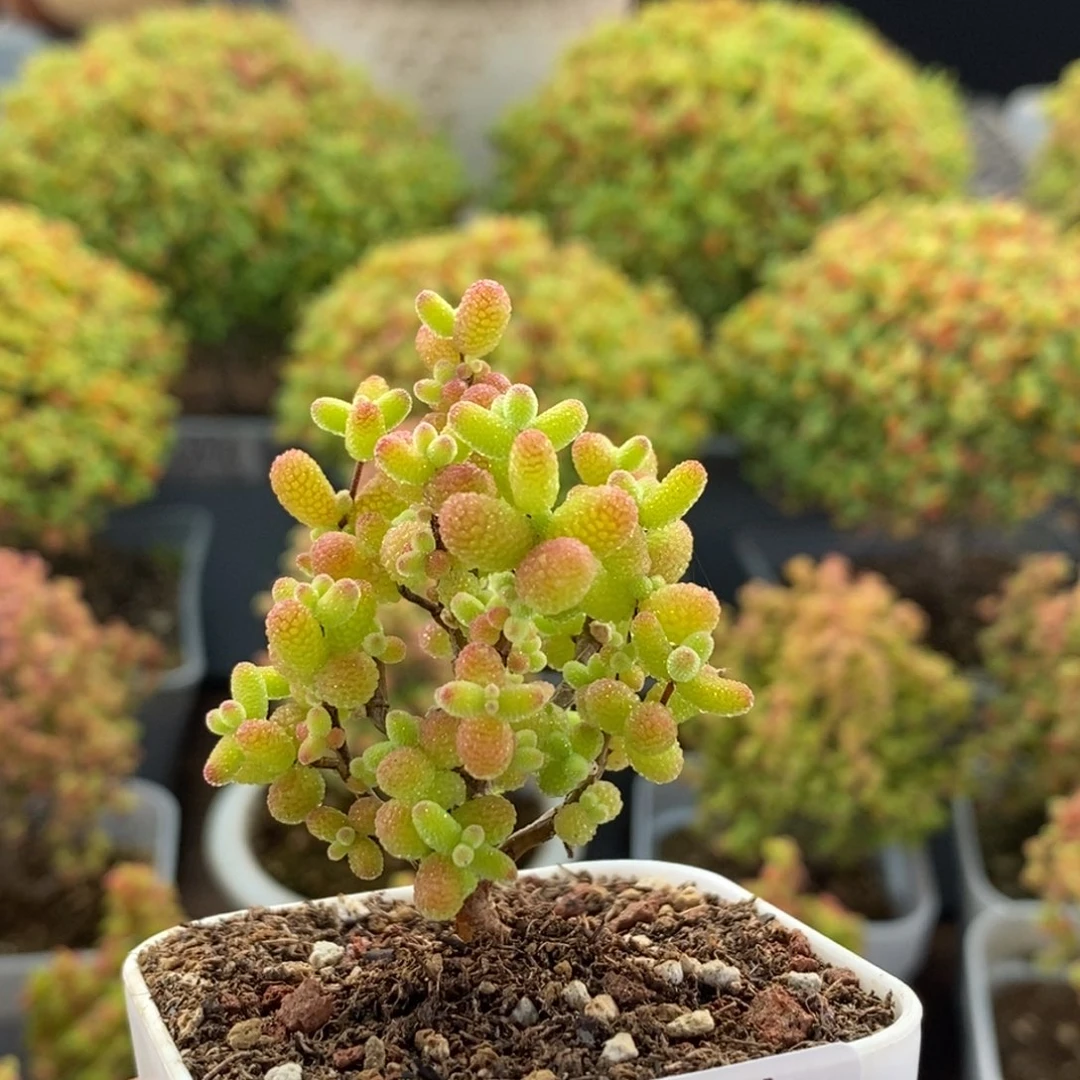 金橘糖球1513枝干番杏