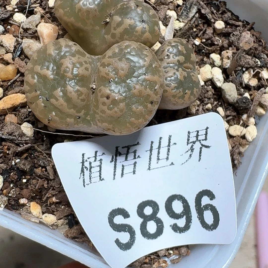 896号多肉植物哇c g