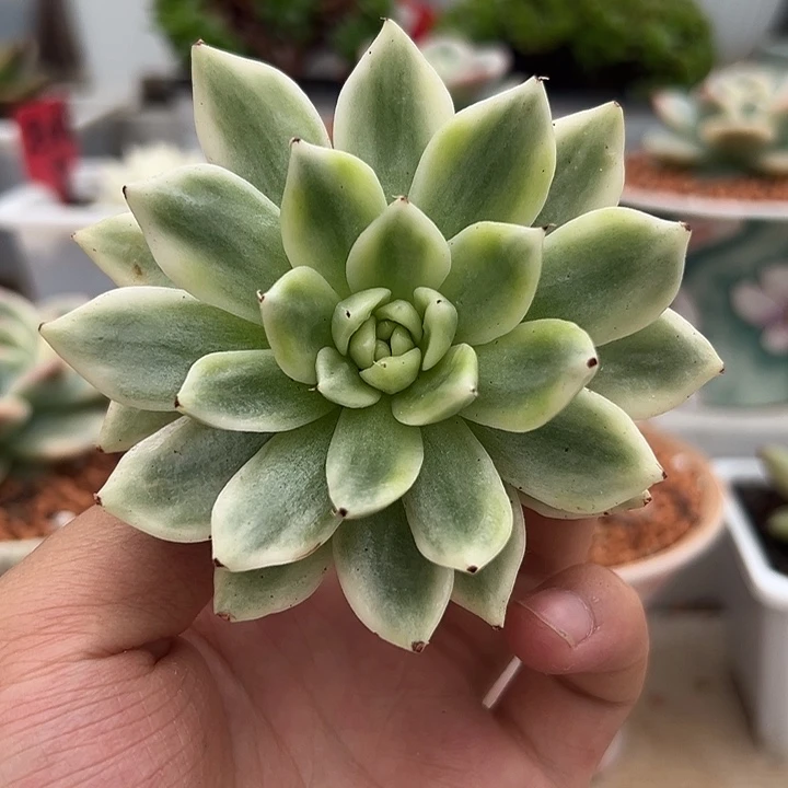 蝴蝶飞锦多肉植物