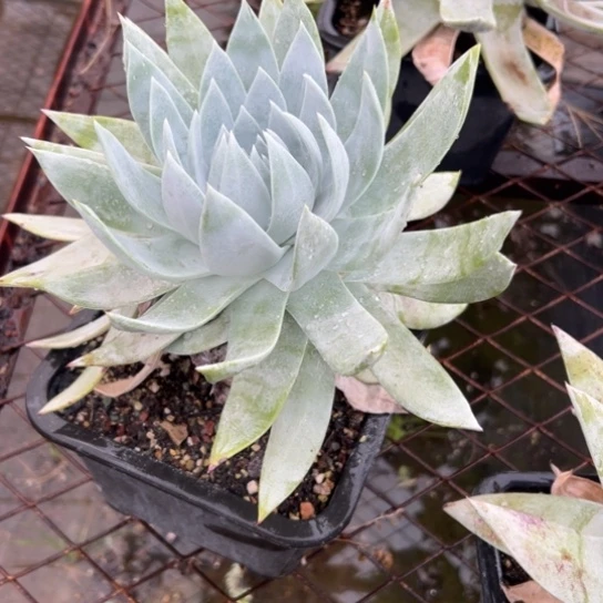 q谢谢宝一物一拍897