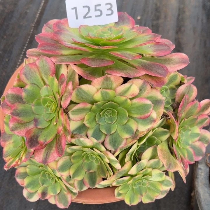 雨荷多肉不售后发货