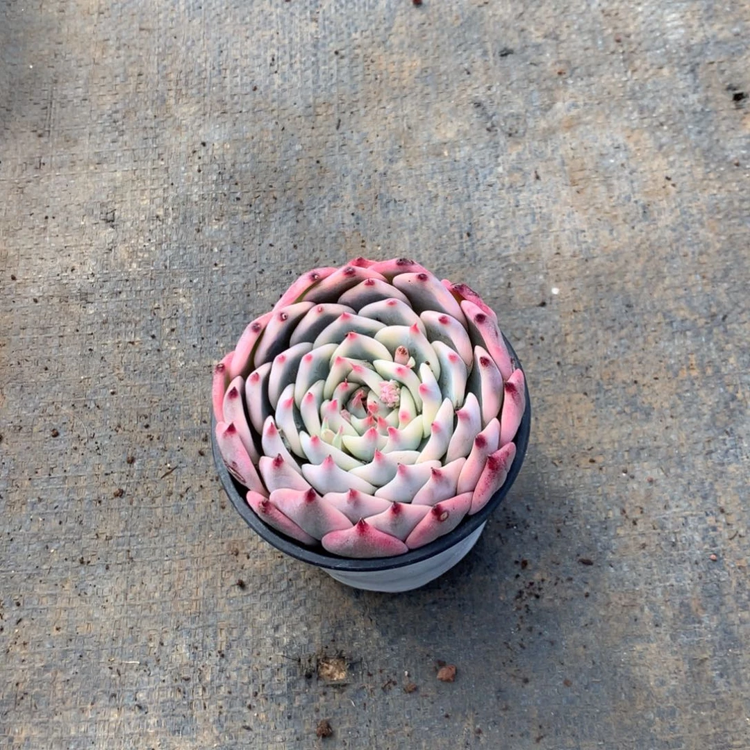 沉***思你要吃好了我等我吃