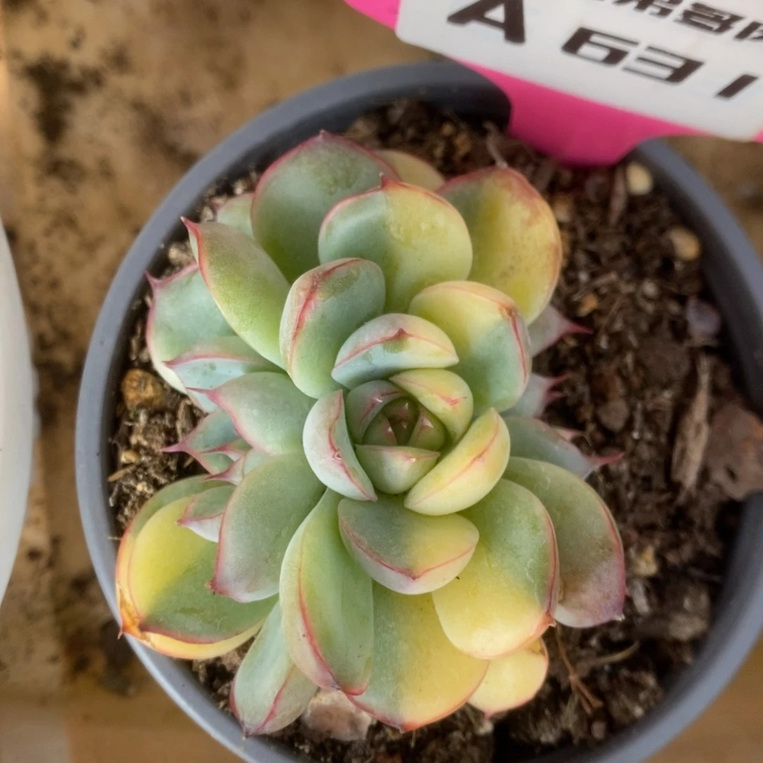 631花月夜朵朵缀锦锦锦