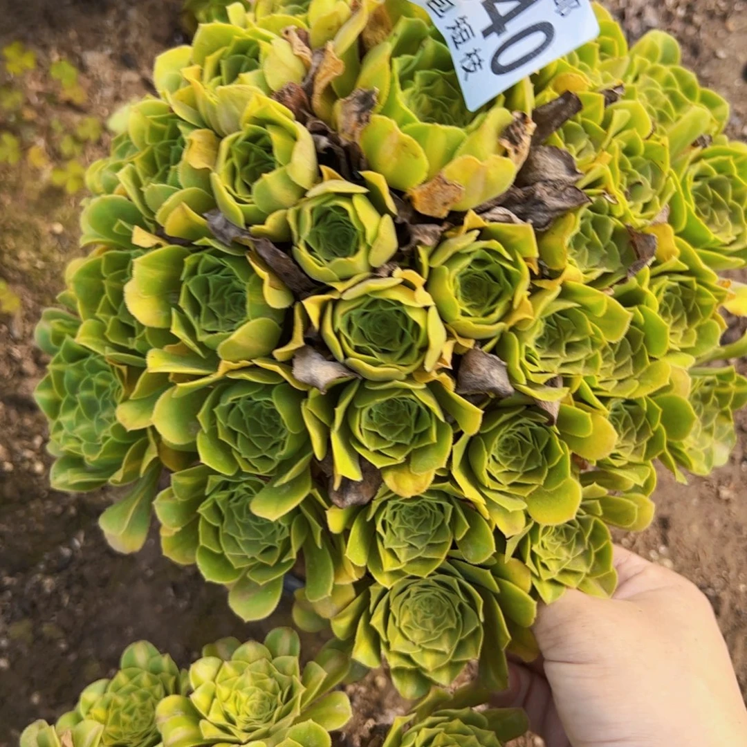 阳***光1640多肉植物法师法师
