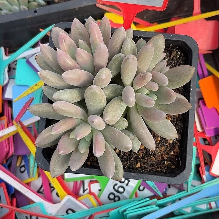 多肉植物海豚体哥特群764