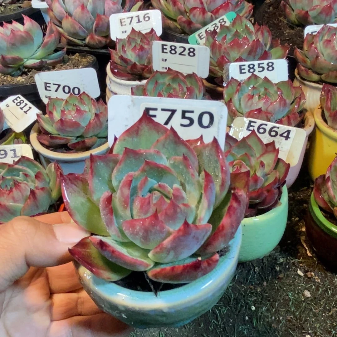 惊鸿一瞥750岁读模式