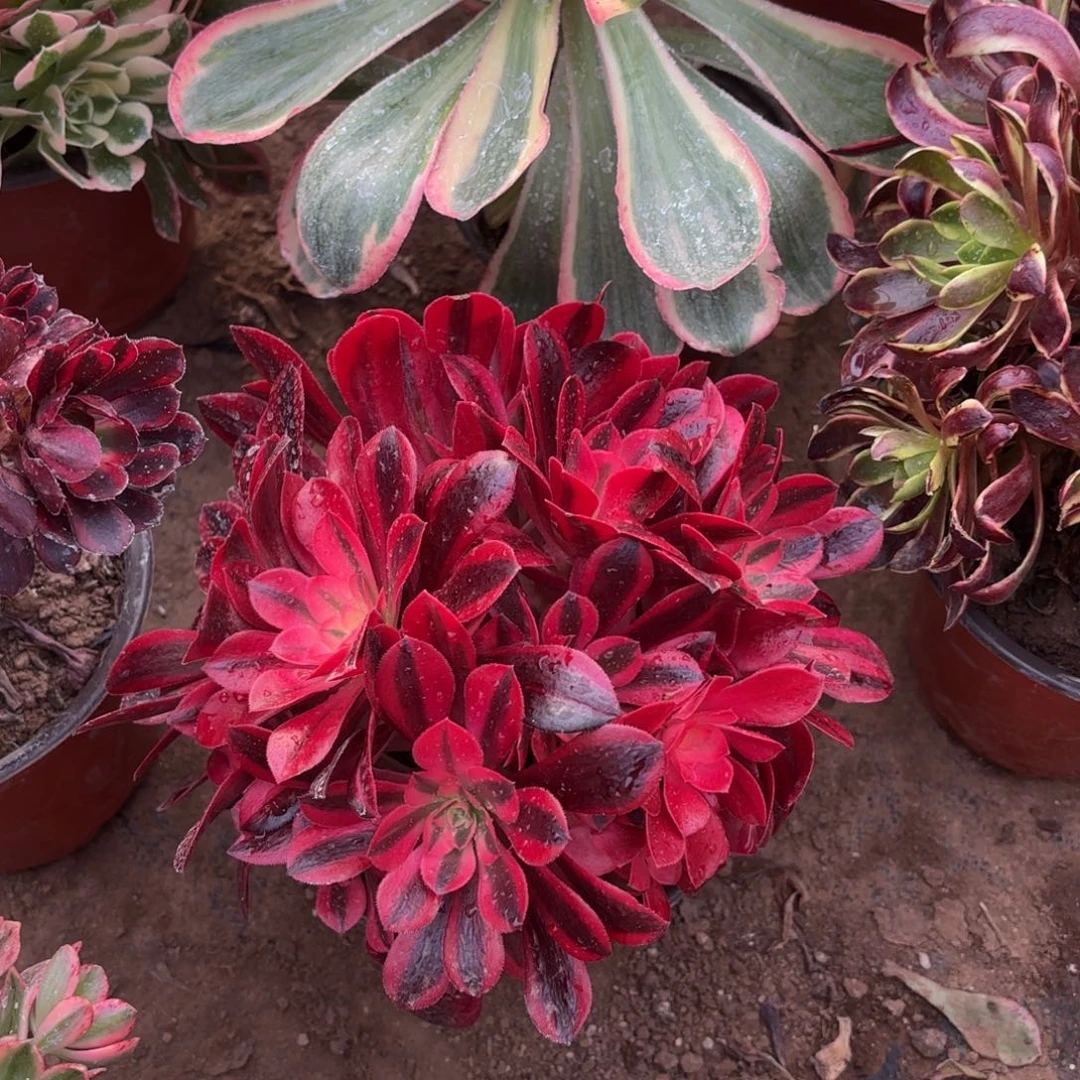 美杜莎绣球9.9多肉植物