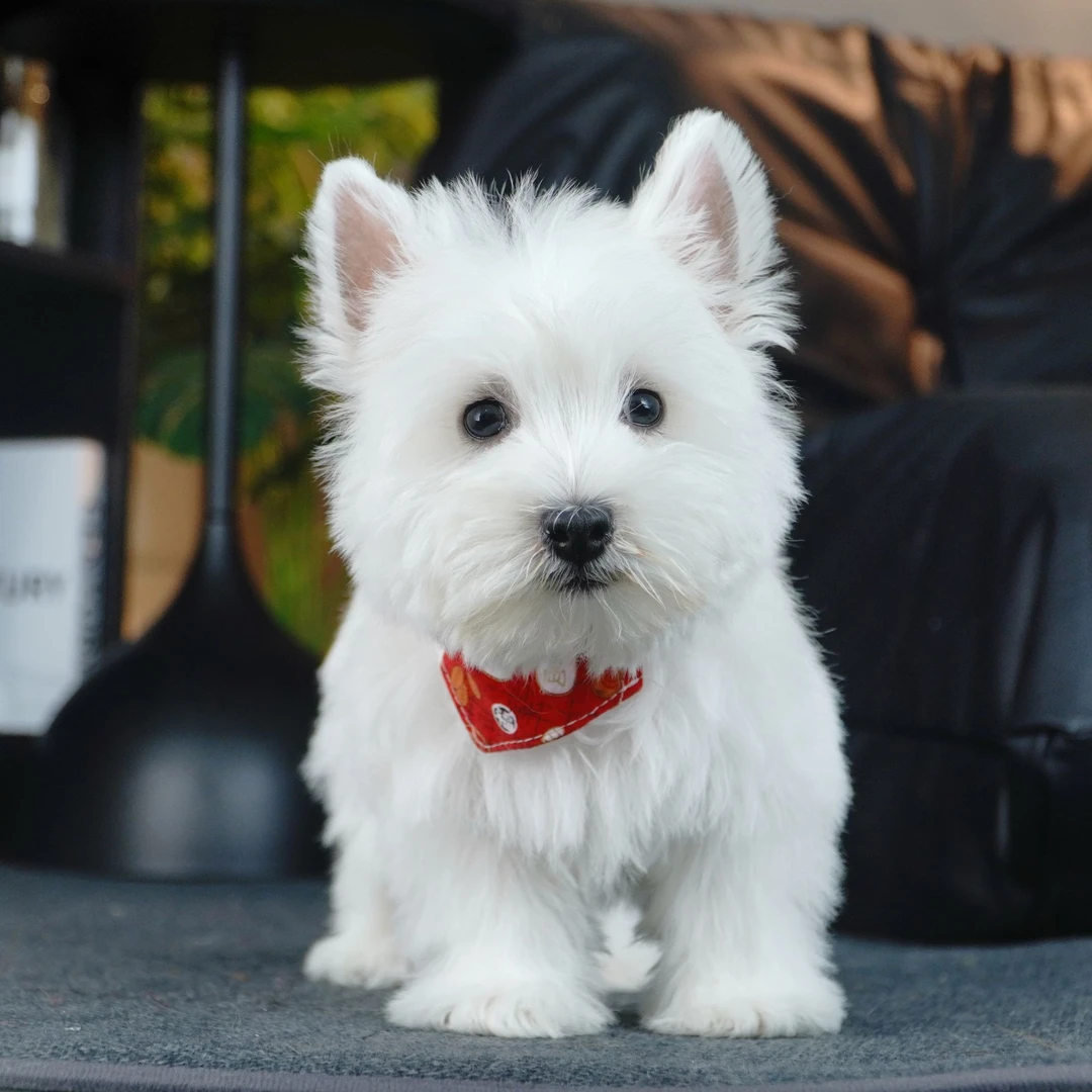A05萌天西高地白犬公幼犬活体家庭小型犬小狗包犬疫细小西高地犬