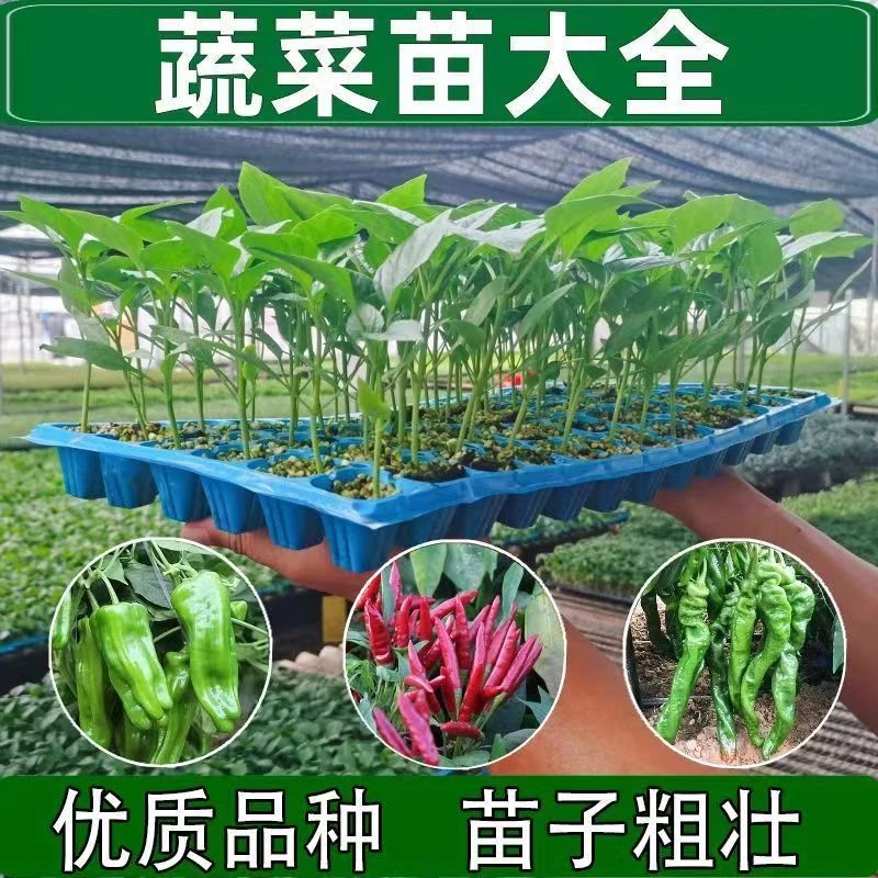 高产辣椒苗番茄秧苗紫长茄苗朝天椒线椒薄皮椒螺丝椒阳台庭园种植