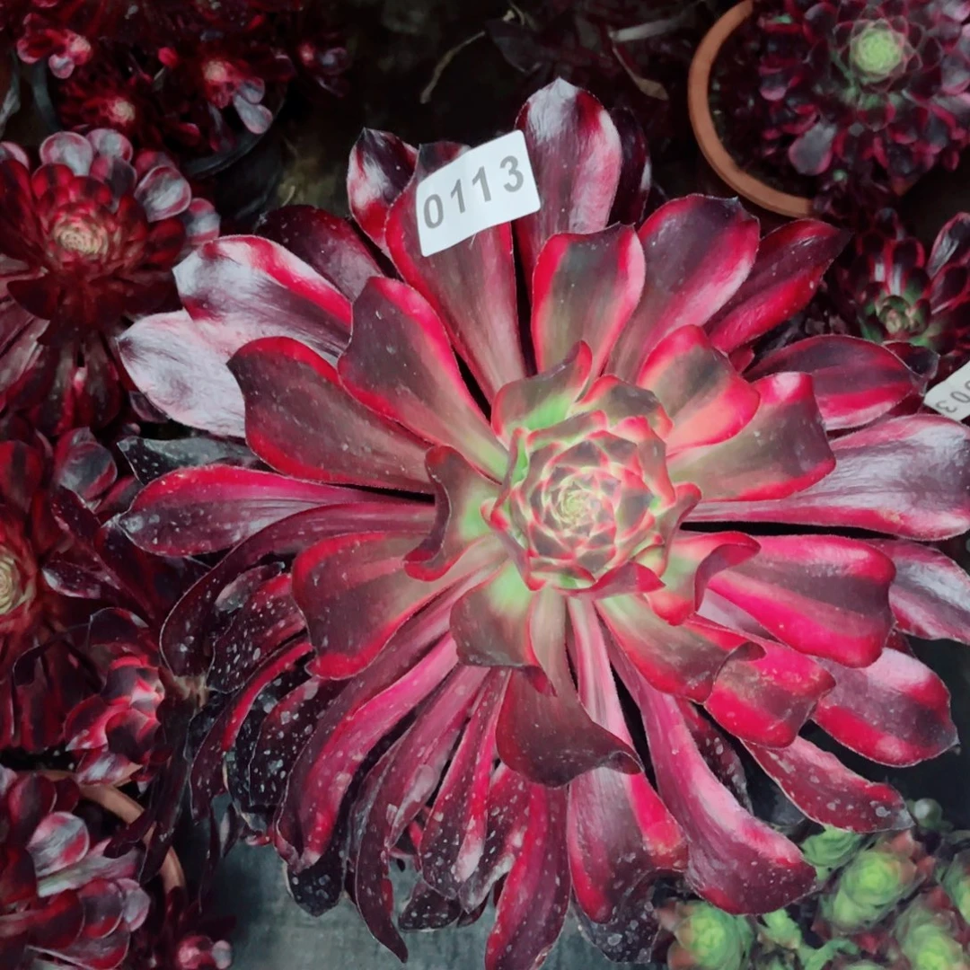 ?****?红魔女多肉发货发货