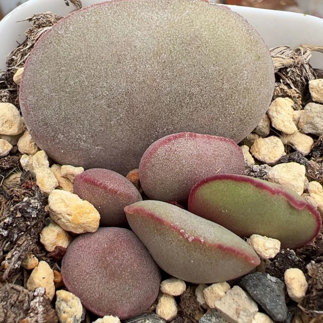 白肌红蛋大苗多肉植物水泡