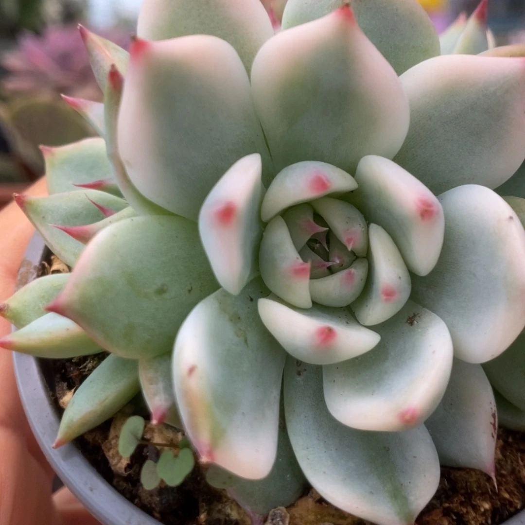 449锦锦锦锦锦锦锦