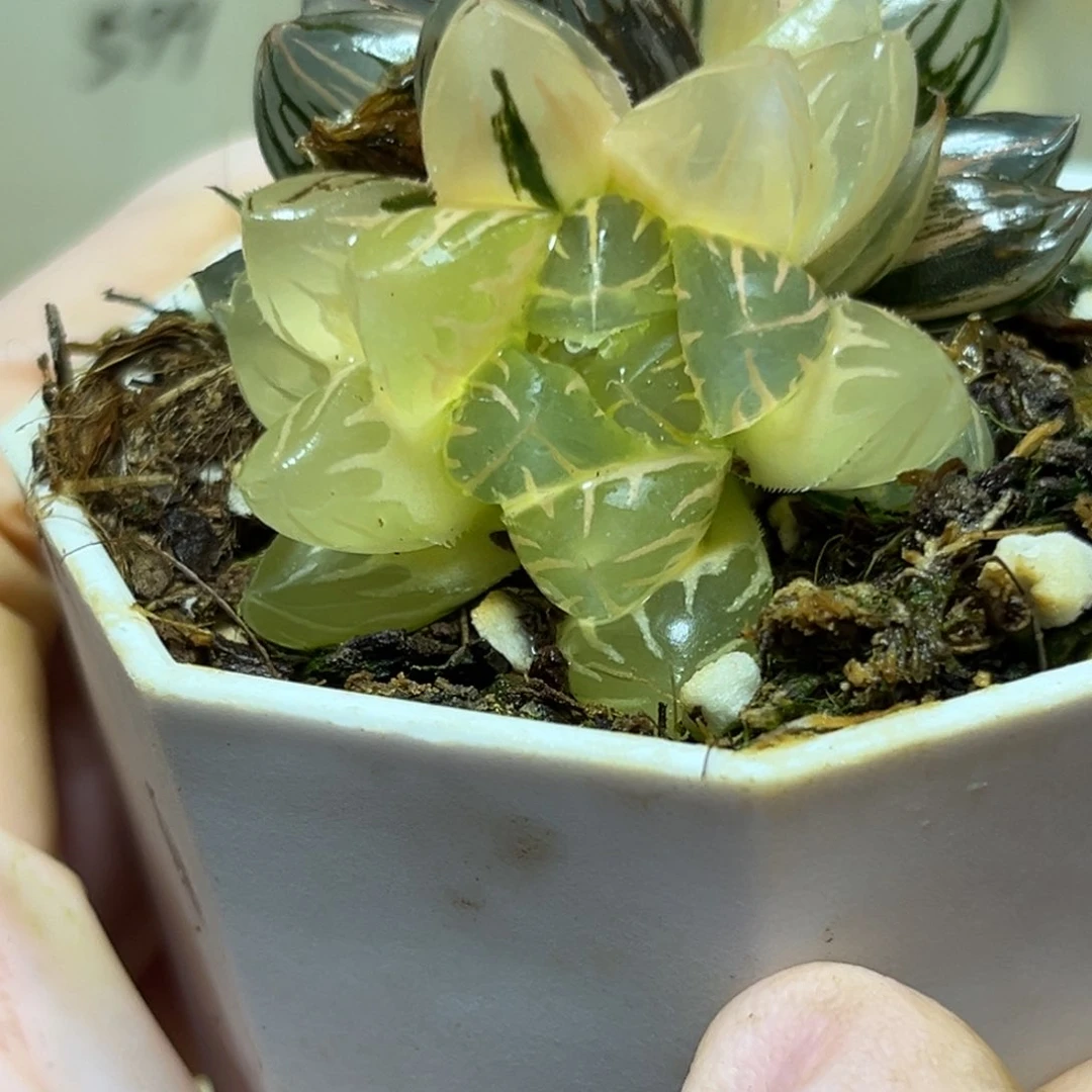 恭喜发财大吉大利0136