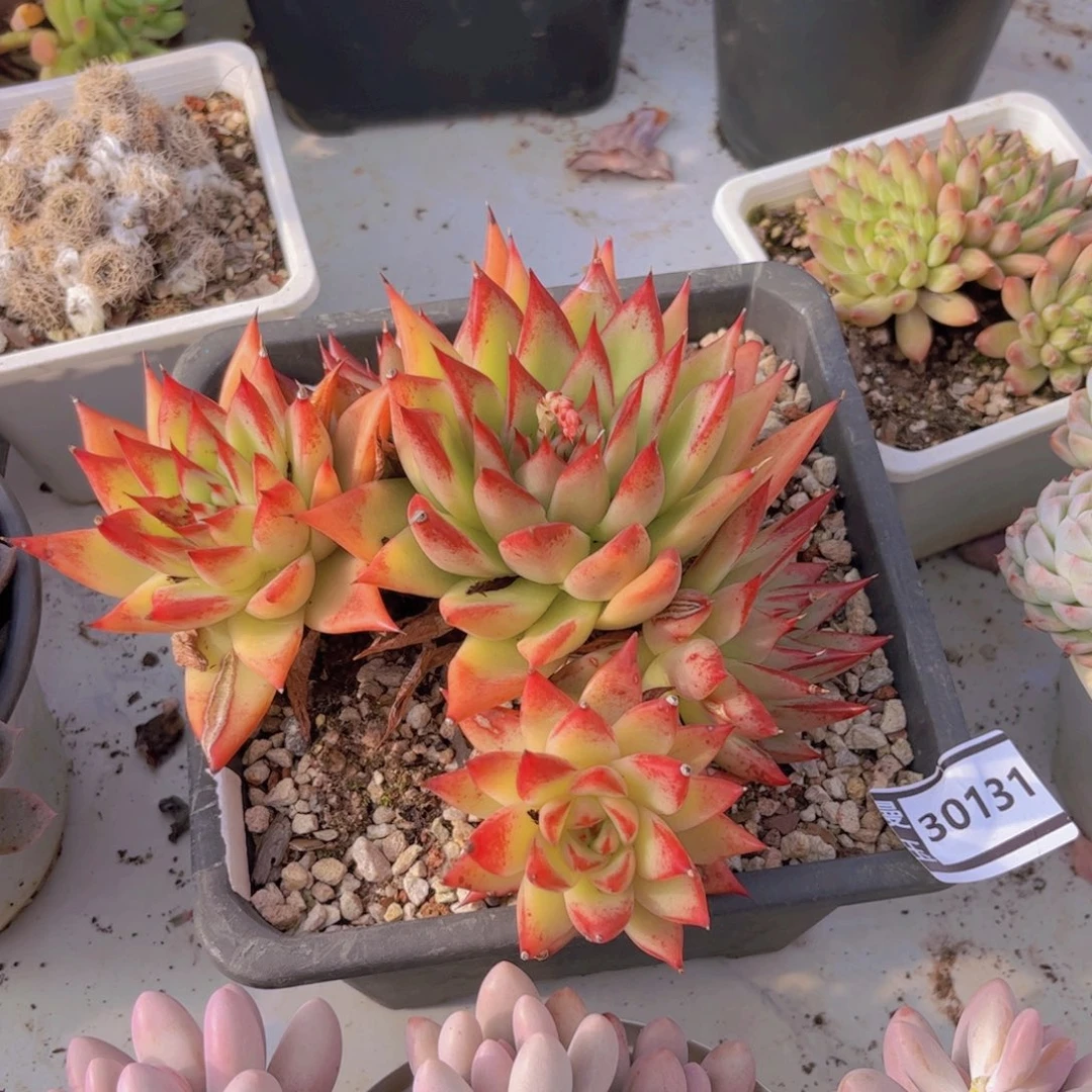 红枫多肉植物30131