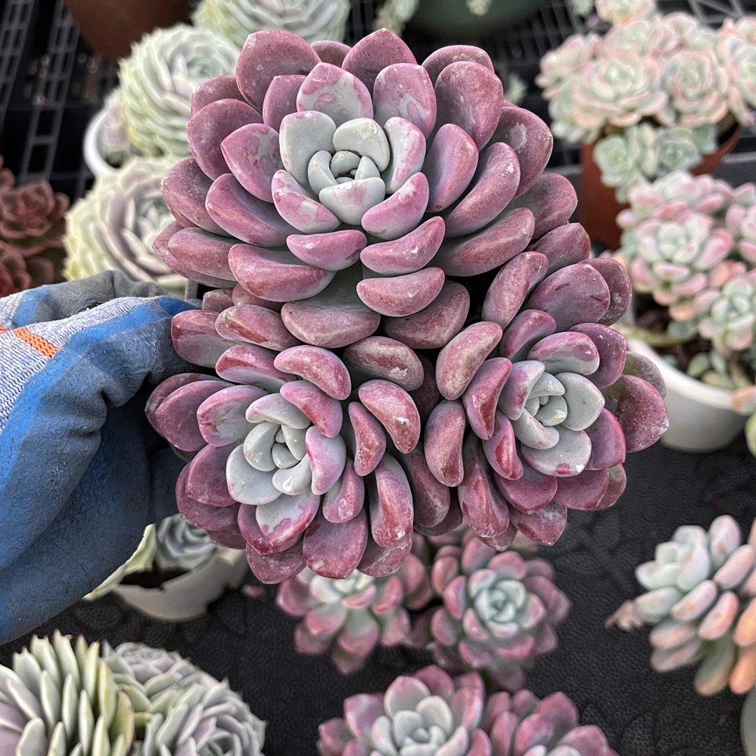 花瓣落（多肉植物）两个头起发货