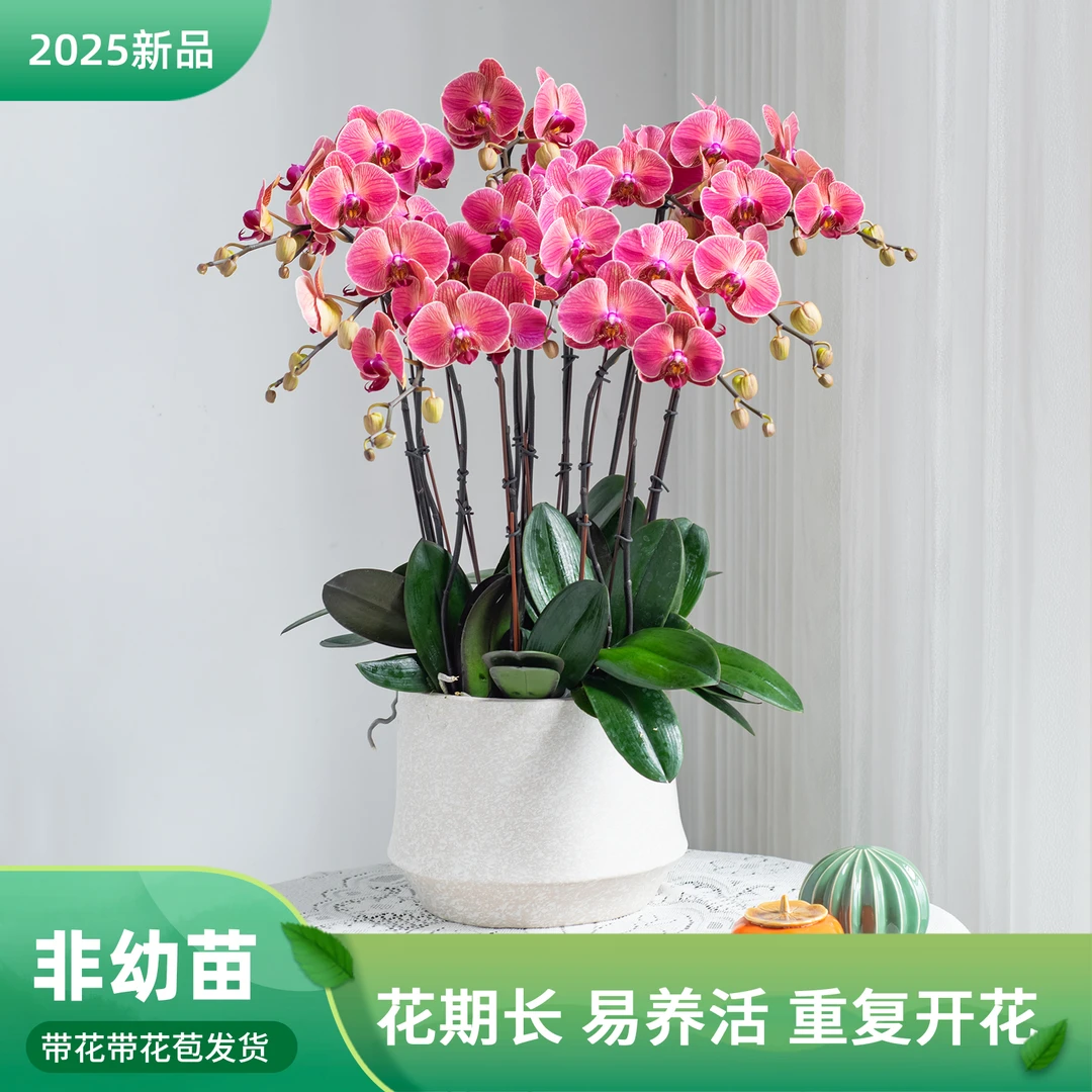 蝴蝶兰【金玉满堂】室内花卉盆栽基地 带花带花苞 客厅阳台乔迁礼物