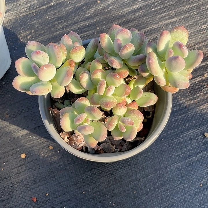 三日月美人多肉植物群生