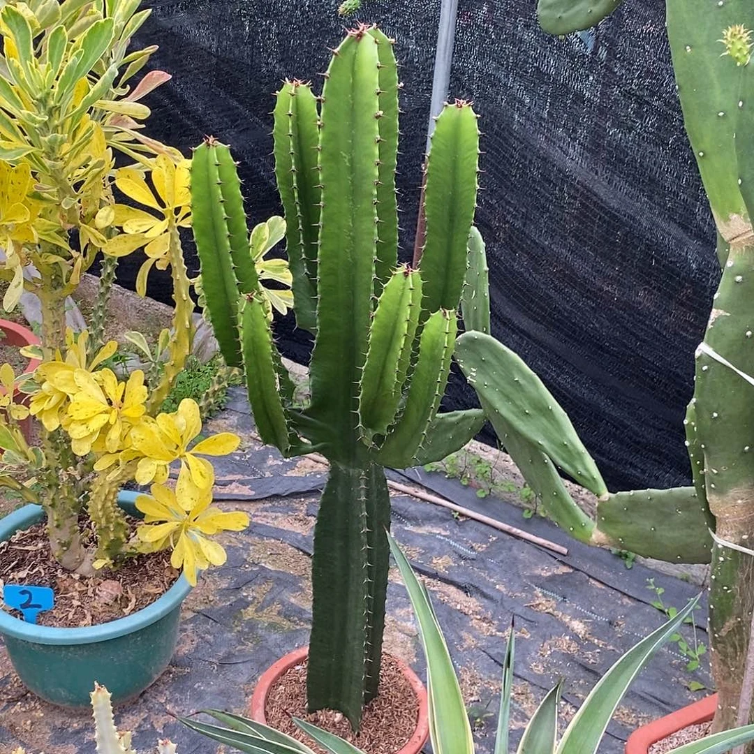 小戟阁一物一拍一棵