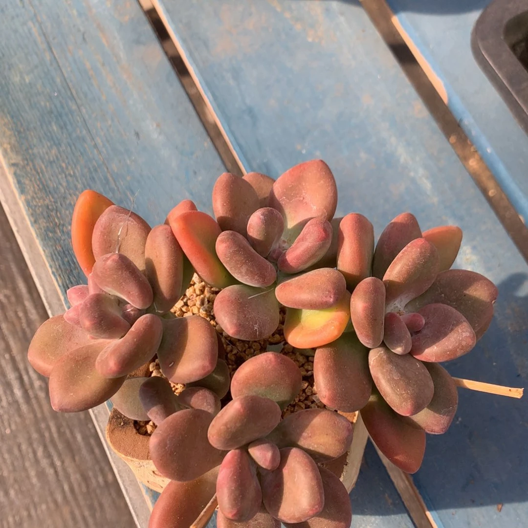 kk美人无砍平头一物一拍