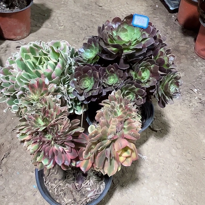 662多肉植物瑕疵特价，