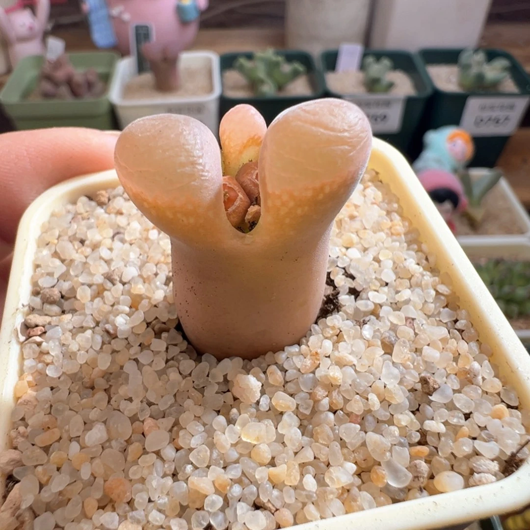 108。好看风铃。多肉植物