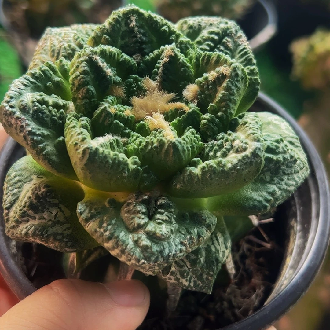 无花朵福利隔尤龟甲牡丹409