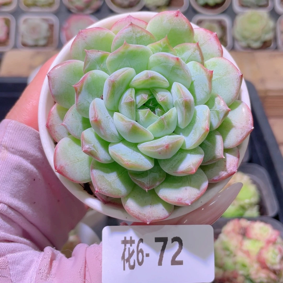 花利美6-72白桃汽水