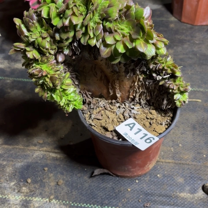 打***儿瑞妈，，。。。。116。。抹缀