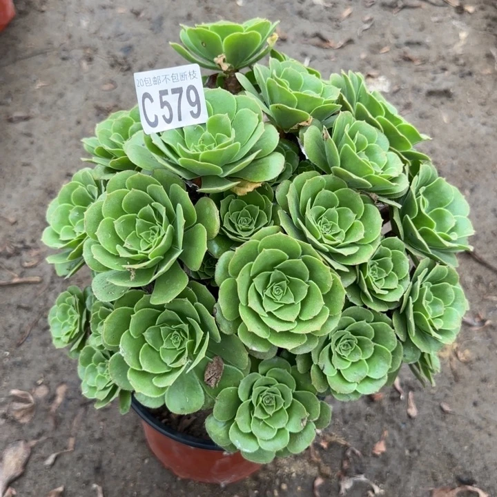 绿羊绒……多肉植物……