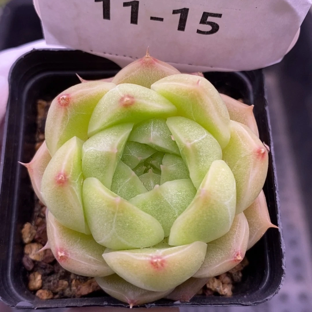 【闪购商品】11-15蟠桃