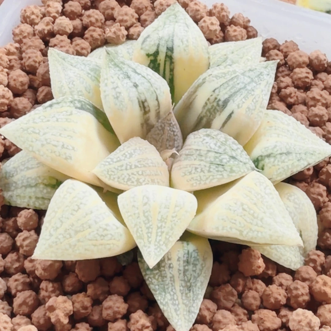 十二卷光源氏白银糊班