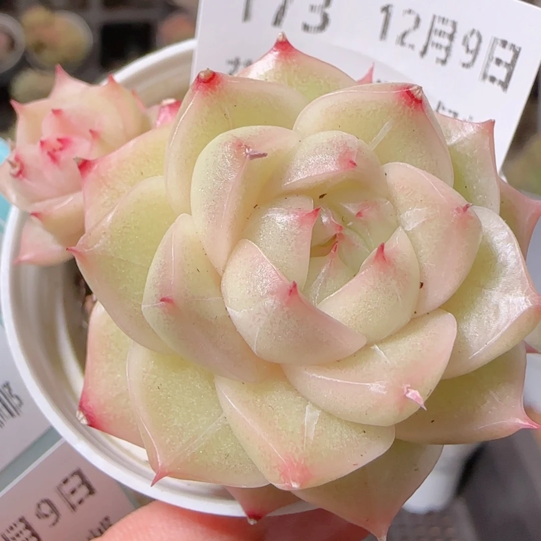 花语多肉1209-173散