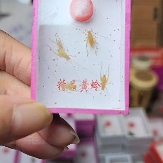 小黄蛉呀呀呀呀呀