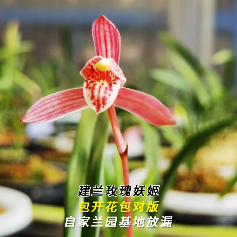 建兰名品【玫瑰妖姬】终身包对版 假一赔十放心购买 当年开花