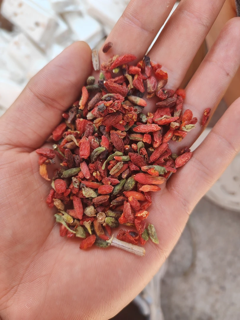 （老何）云南下山七彩枸杞