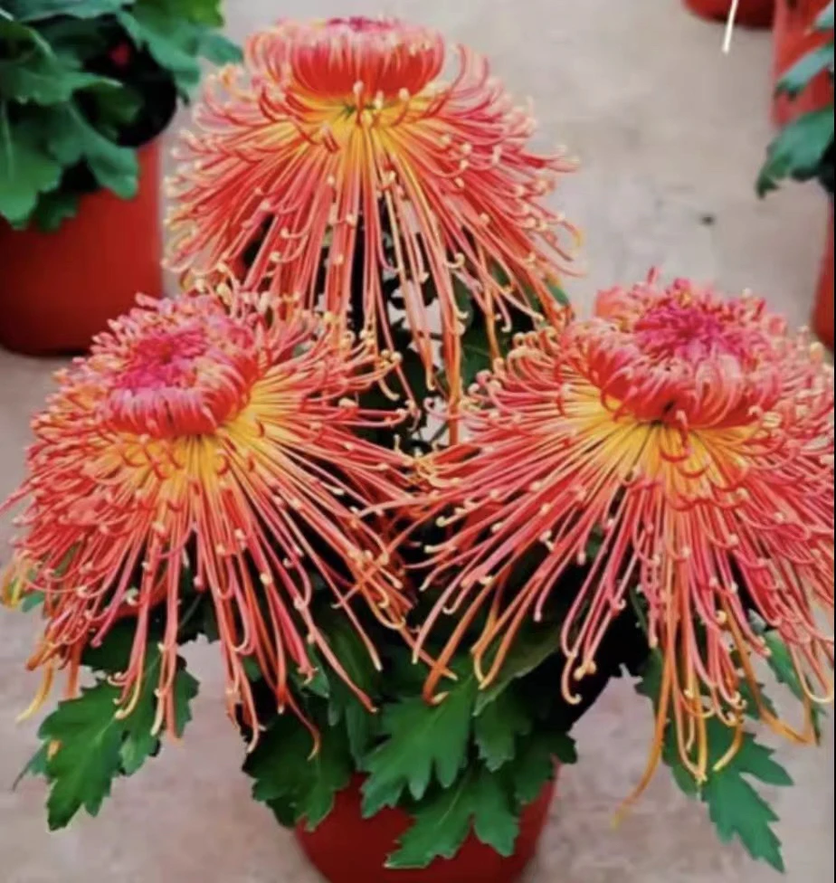 【金凤凰】大花富贵菊 九月大菊盆栽开花好看