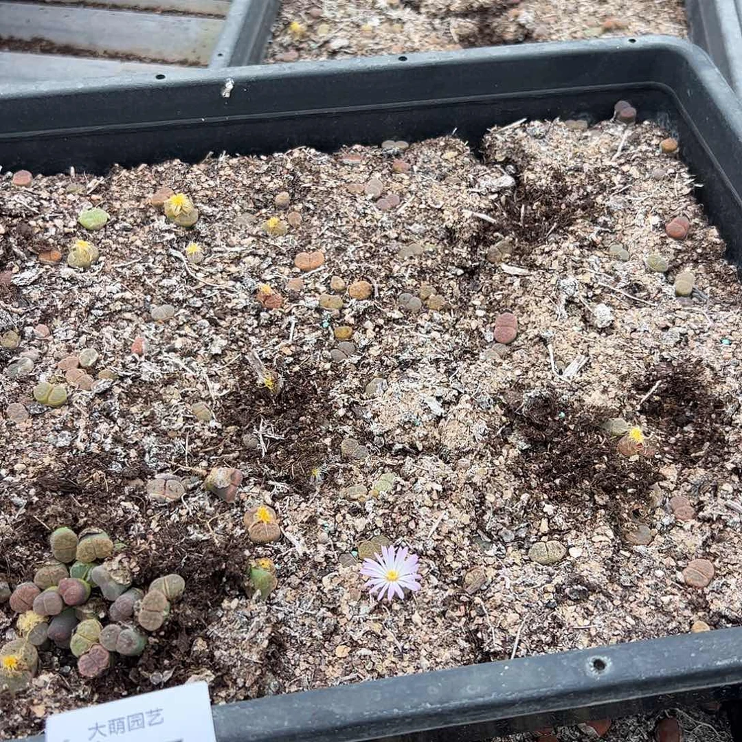 0000637量拍编号丢失风铃5颗