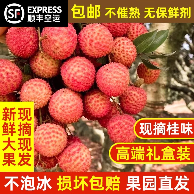 【顺丰冷链广东新鲜桂味老树荔枝当季水果整箱果园现摘现发】