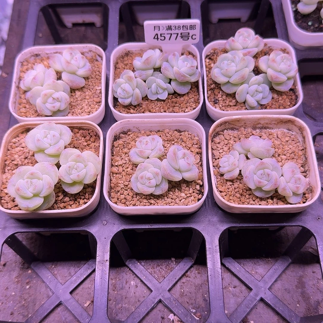 4577号白底冰玉三头3个四头3个