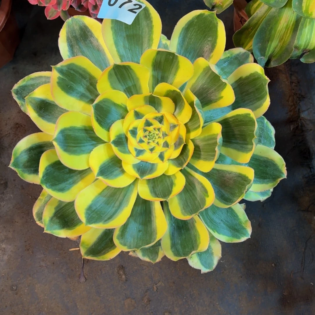 多肉法师王妃072