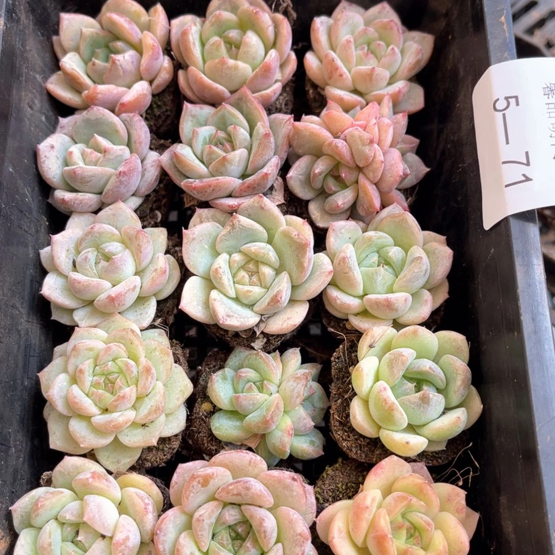 穴盘一物一拍不带筐5-71