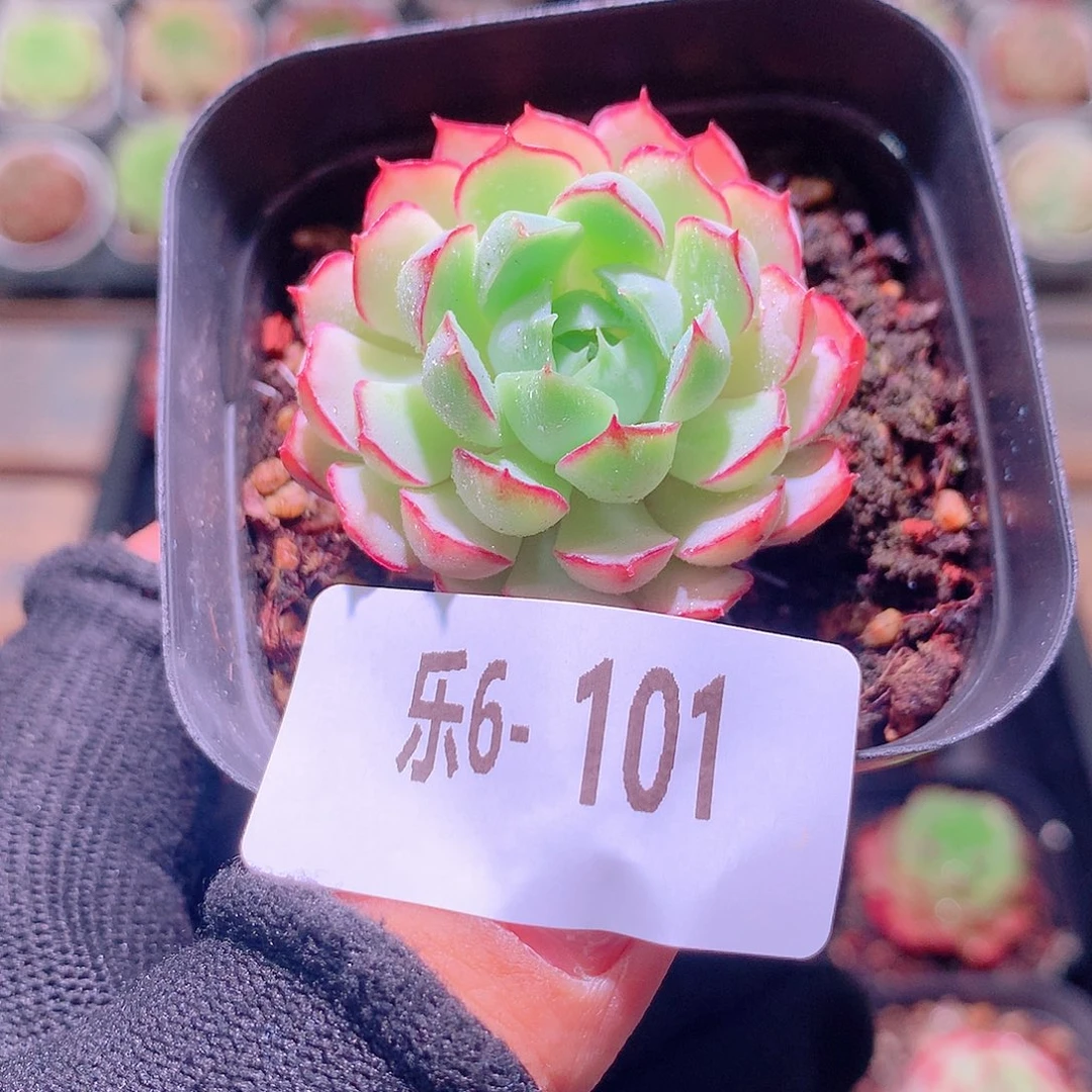 乐然6-101 小红船