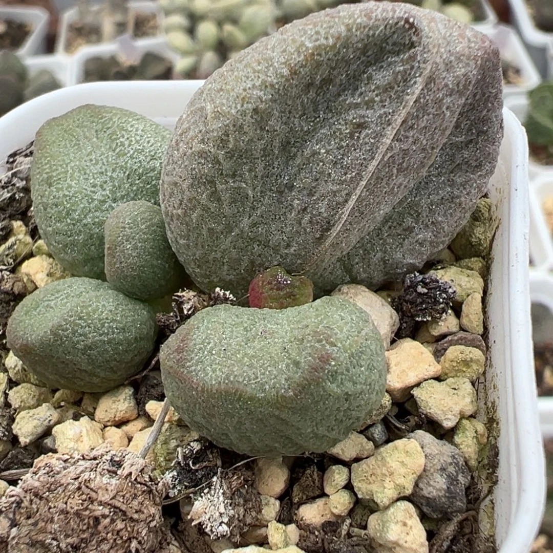 实生新品大苗多肉植物水泡