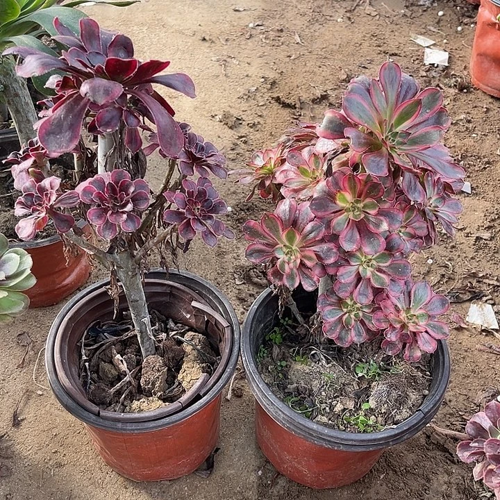 2棵玫瑰玫瑰玫瑰玫