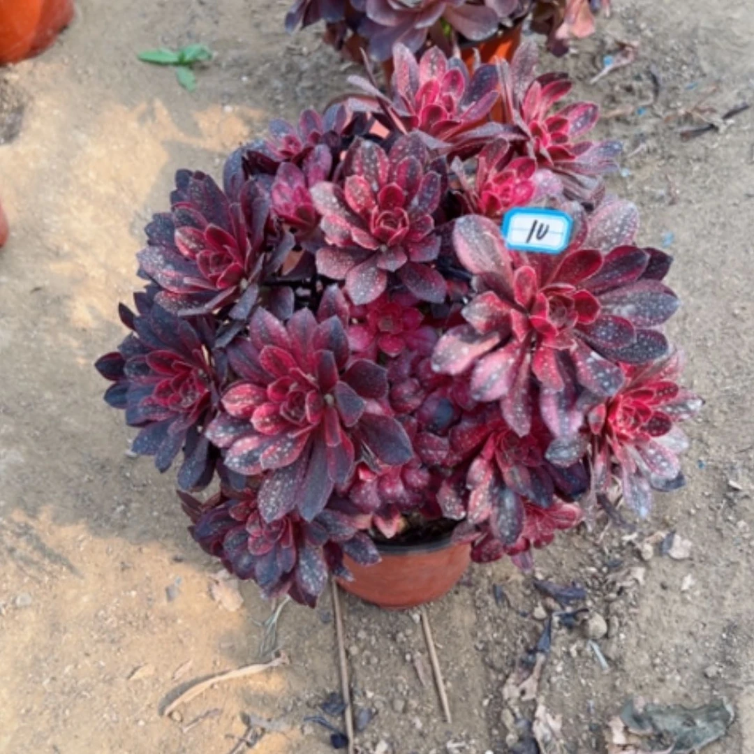 【闪购商品】多肉植物香10