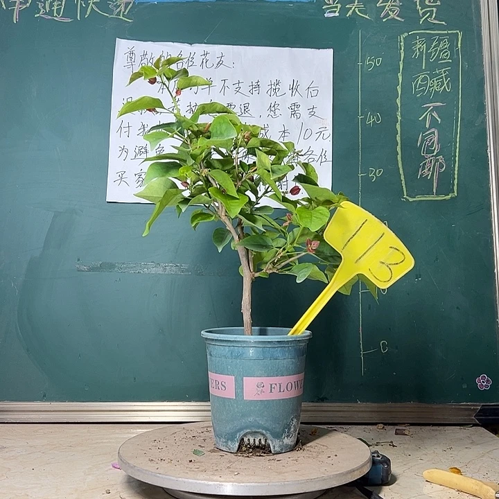 当前无花栽培后可以开花 不甜西瓜  113