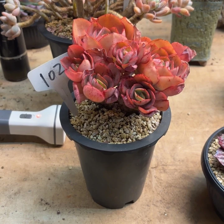 多肉植物，秀妍102号
