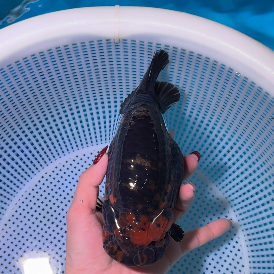 金鱼类不分公母18