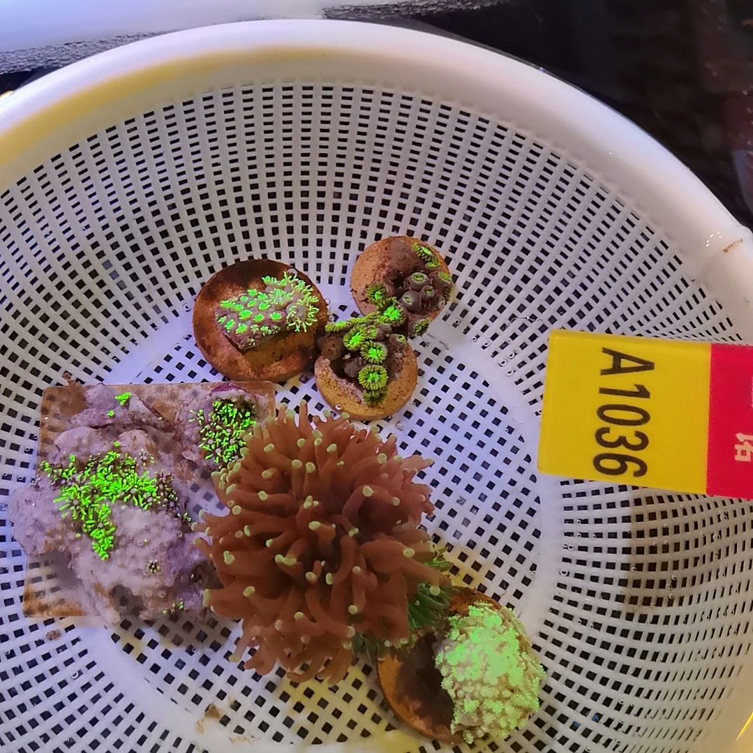 纽扣珊瑚1036纽扣珊瑚